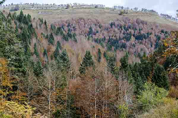 Reyno de Navarra - selva de Irati 03.jpg